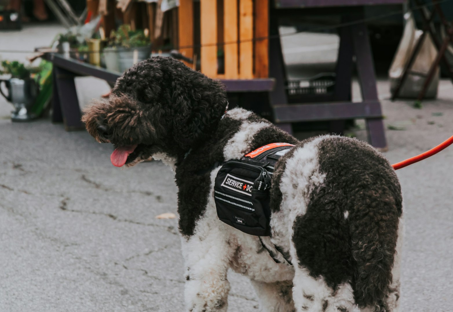 Medical Alert Service Dog